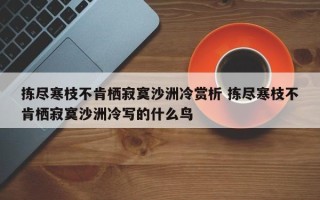 拣尽寒枝不肯栖寂寞沙洲冷赏析 拣尽寒枝不肯栖寂寞沙洲冷写的什么鸟